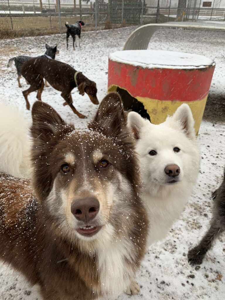 Dogs in light snow at daycamp